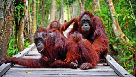 Borneo | Tanjung Puting National Park | Authentic-Indonesia