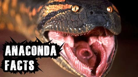 ANACONDA: 10 Facts you have to know about this big snake - YouTube