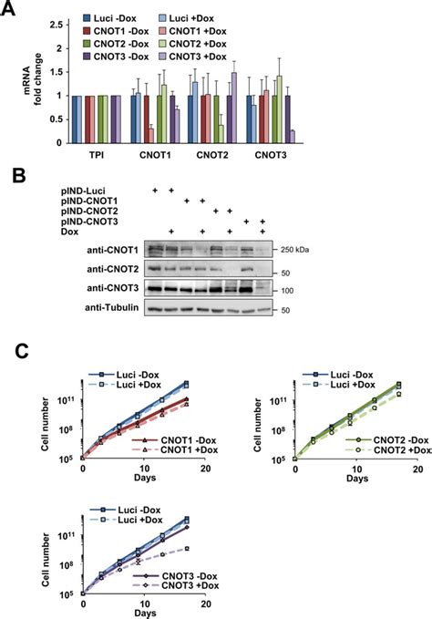 The CCR4-NOT complex contributes to repression of Major Histocompatibility Complex class II ...