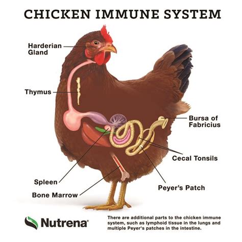 Chicken Digestive System Diagram