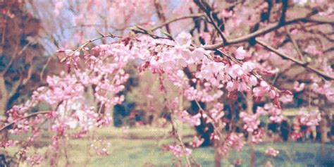 GIF cherry blossom naturaleza rosado - GIF animado en GIFER