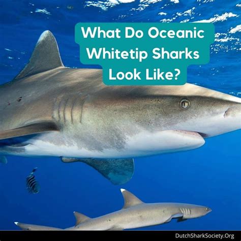 Oceanic Whitetip Sharks Facts And Info Guide - Dutch Shark Society