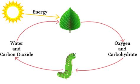 Facts about Carbon Dioxide