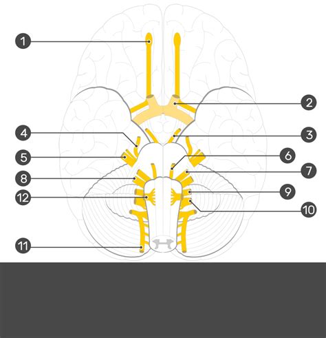 Blank Cranial Nerve Diagram