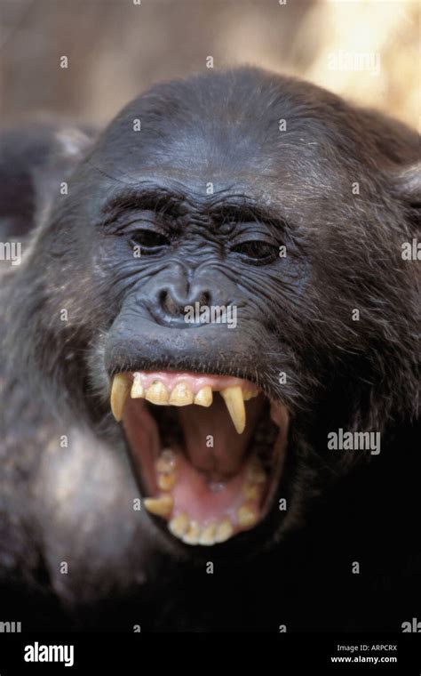 Chimpanzee teeth hi-res stock photography and images - Alamy