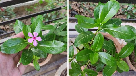 Vinca Plant Leaves Turning Yellow - Yellow Leaves on Vinca Plant | The ...