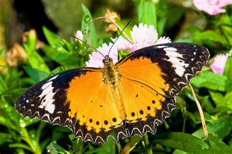 Plain Tiger Butterfly Photograph by Millard H. Sharp - Fine Art America