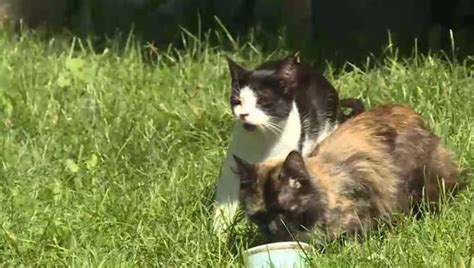 Kingston’s municipal feral cat spay/neuter program set for council ...