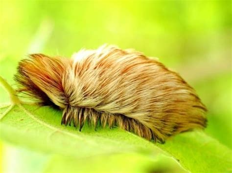 Venomous Caterpillar Sightings Pester Virginia | Patch PM | Mount Vernon, VA Patch