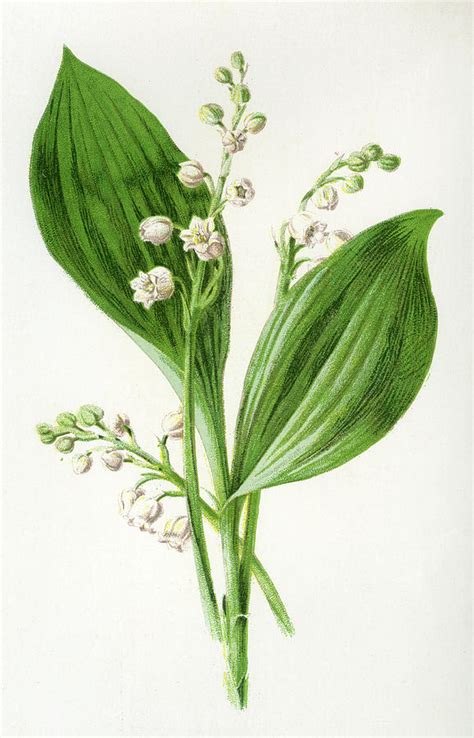 Lily Of The Valley Drawing