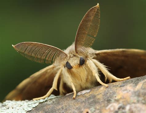 Gypsy Moth (Lymantria dispar), an Ontario Invasive Species