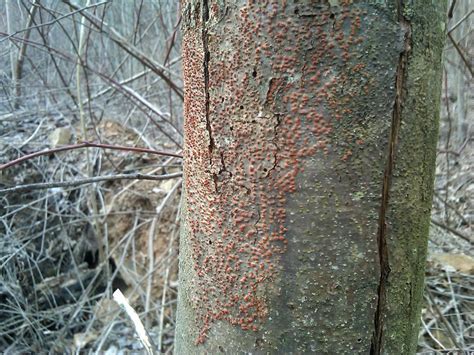 Tree Diseases: American Chestnut Blight - Iron Tree - Tree Knowledge Base