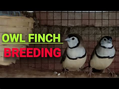 OWL FINCH BREEDING - YouTube