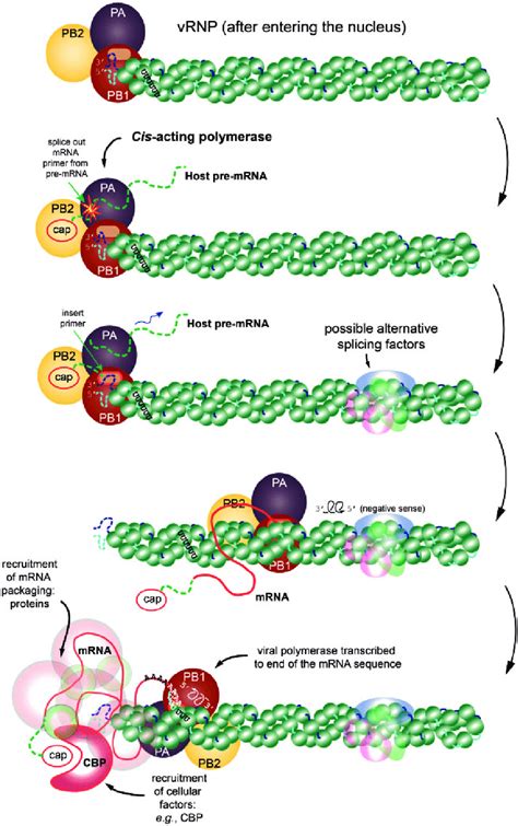 A cartoon representation of the transcription process. The figure shows ...