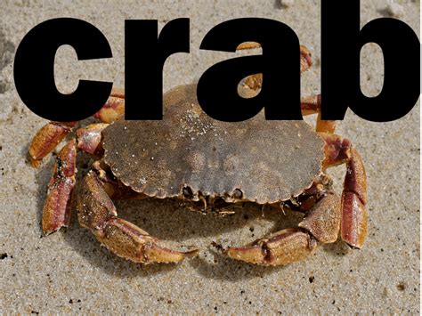 crab : r/memes