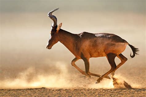 red hartebeest | Interesting animals, Animals, Moose art