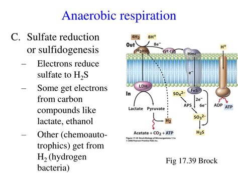 Anaerobic Respiration Bacteria