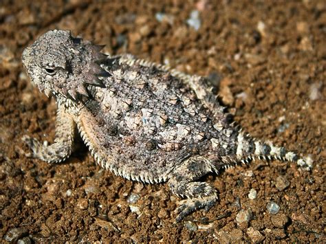 Horned lizard - Wikiwand