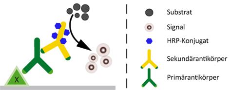 HRP-Conjugated Secondary Antibodies - dianova GmbH