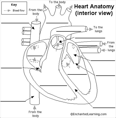 Label Heart Anatomy Diagram Printout - EnchantedLearning.com