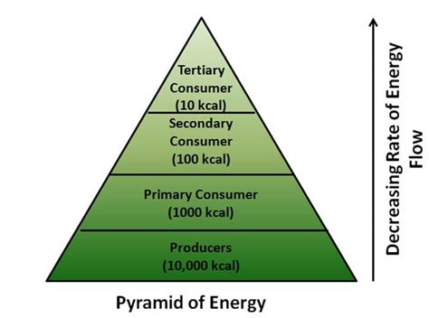 Ecological Pyramids | Number, BioMass, Energy Pyramids & Diagrams