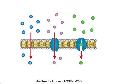 Facilitated Diffusion Animation