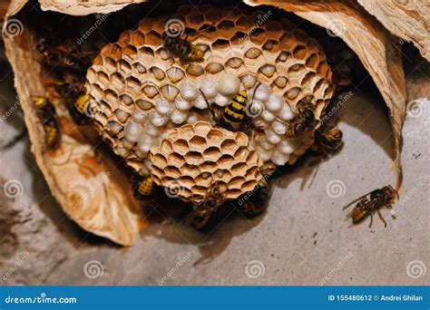 Nest of European Hornets Vespa Crabro Stock Photo - Image of threat ...