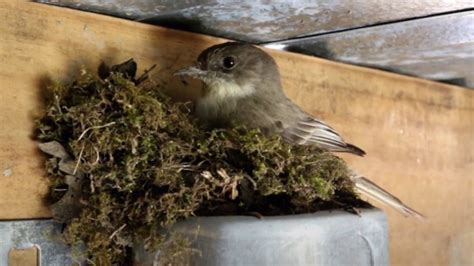 Eastern Phoebe Nest Building Time-lapse - YouTube