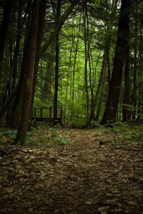 Allegheny National Forest Hiking Trails — Allegheny Outfitters