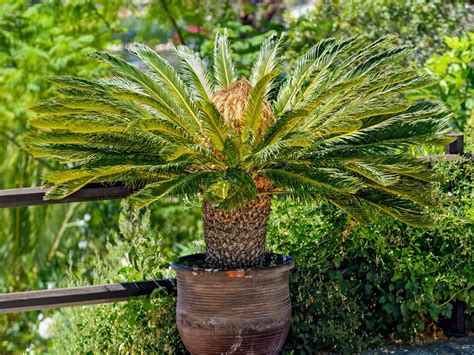 Sago Palm Transplanting - Learn When And How To Repot A Sago Palm Plant