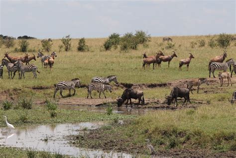 Shrewd savannah species choose friends with benefits on African plains ...