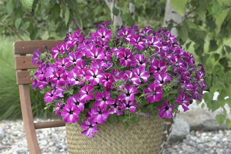 Introducing Petunia Headliner™ Enchanted Sky - Mast Young Plants