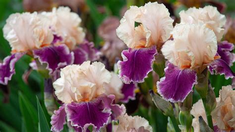 Bearded iris varieties – make a statement with these…