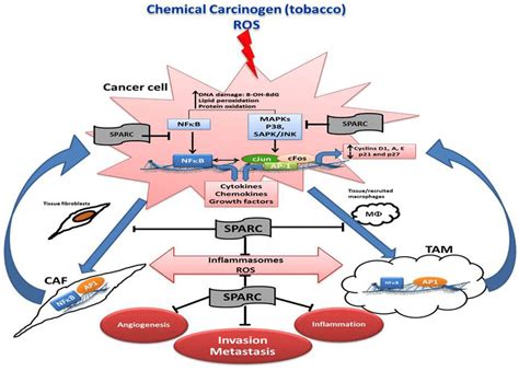 Schematic illustration summarizing the effects of SPARC on the... | Download Scientific Diagram