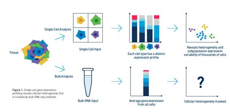 Single Cell & Spatial Genomics - Services - Rochester Genomics Center - Shared Resource ...