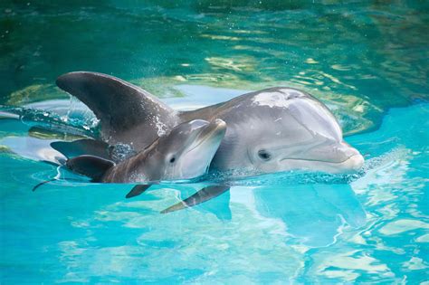 Download Cute Dolphin Mother And Child In Water Picture | Wallpapers.com