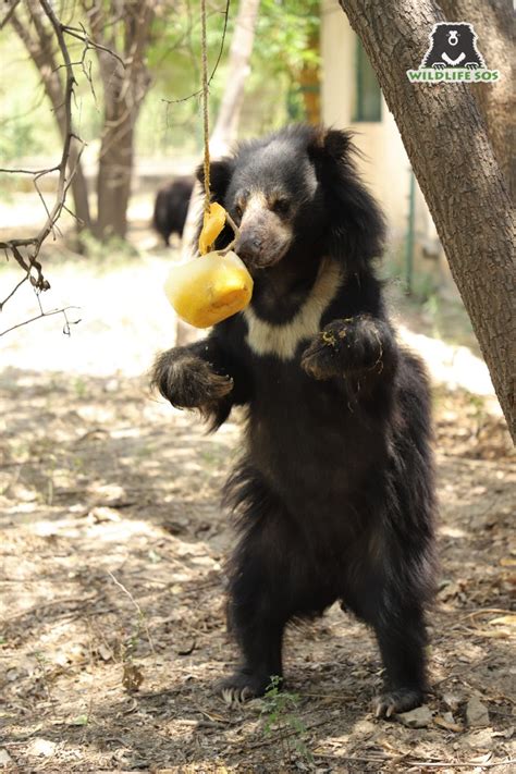 Sloth Bears - Pioneers of the Palate - Wildlife SOS