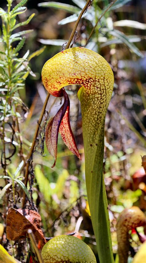 Darlingtonia californica by Caloxort on DeviantArt