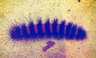 a long hair , furry caterpillar ? | C Smith | Flickr