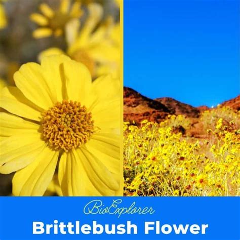 Brittlebush Flower | Encelia Farinosa | Desert Flower | BioExplorer