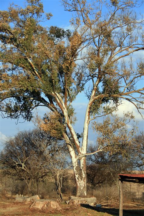 Eucalyptus Tree Free Stock Photo - Public Domain Pictures