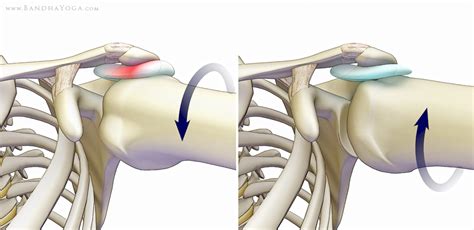 The Daily Bandha: Shoulder Kinematics in Yoga, Part I