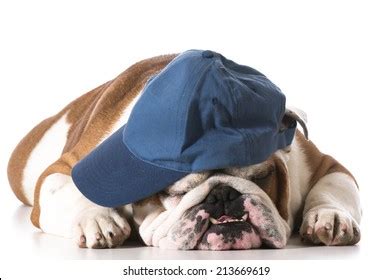 Dog Wearing Baseball Cap Isolated On Stock Photo (Edit Now) 213669619