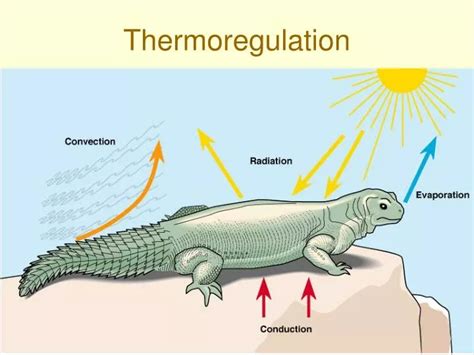 PPT - Thermoregulation PowerPoint Presentation - ID:814812