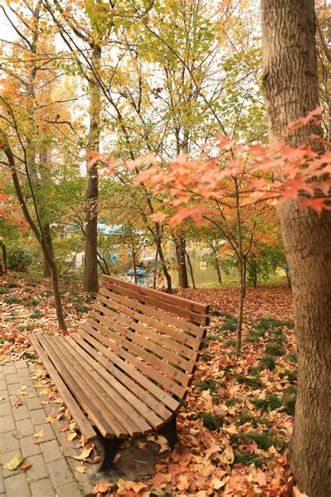 Bench in autumn park stock photo. Image of color, close - 105867658