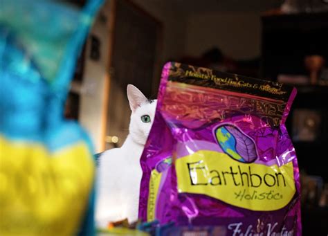 Everything to Know About Cat Kibble | Earthborn Holistic Pet Food