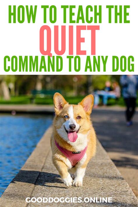 How to Teach the “Quiet” Command and Get Your Dog to Stop Barking on ...