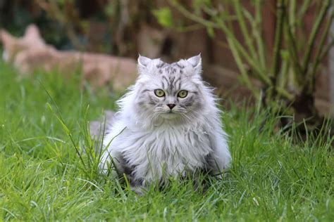 Grey Persian Cat: Info, Genetics, Traits & FAQs (With Pictures)