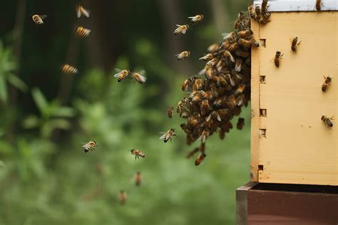 Bees swarm near the hive, generative AI 23484567 Stock Photo at Vecteezy