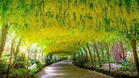 Bodnant Gardens Laburnum Arch - Picture of Bodnant Garden, Tal-y-Cafn - Tripadvisor | Túnel de ...